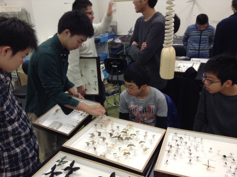 ユース昆虫研究室2015 第11回 展示の制作