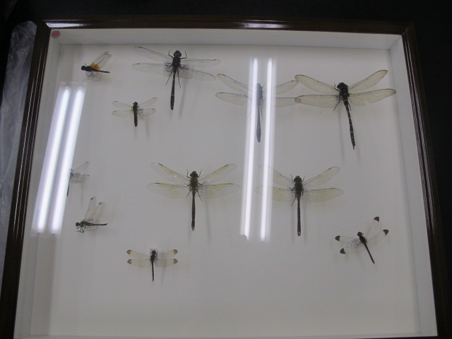 ユース昆虫研究室2015 第10回 標本同定