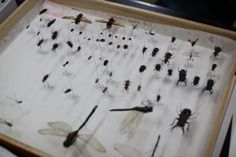 ユース昆虫研究室2013第9回_引き続き標本整理