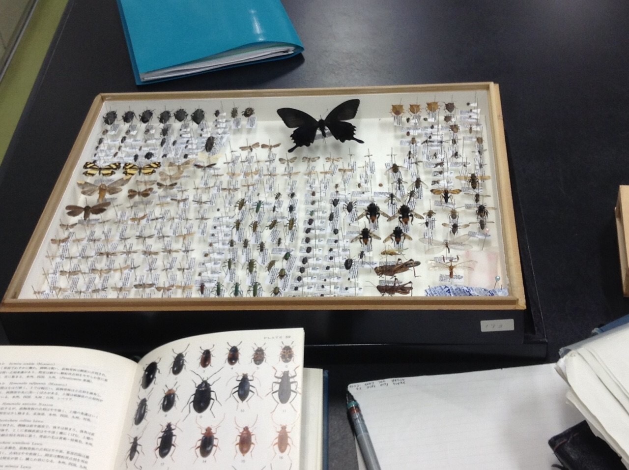 ユース昆虫研究室2015 第9回 標本整理