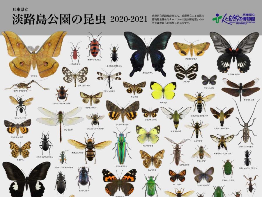 淡路島公園の昆虫2020-2021ポスター